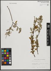 Foto von Salix starkeana Willd.